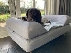 Størrelse l er perfekt til vores engelske springer spaniel x heidewachtel.