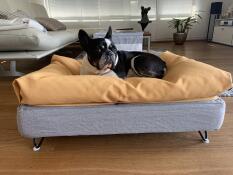 En hund, der hviler på sin grå seng med gul sækkestolpe