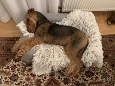 En hund, der sover i sin seng