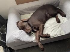Topology hundeseng 