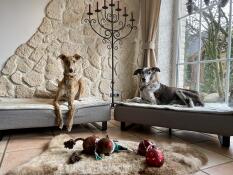 Vores hunde linus og marley var straks begejstrede for sengene. de er af høj kvalitet og giver vores store hunde nok plads til at hvile sig efter deres gåture. meget dekorative Luxusbeds!