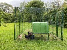 Sikring af walisiske høns i sikkerhed og tryghed