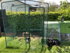 Høns og Eglu Cube stor hønsegård og løbegård og Omlet walk in chicken run