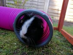 Oreo nyder sin skjulestunnel