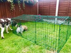I sikkerhed for hunden