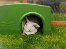 Milka snoozing i sin Zippi shelter