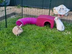Vores to kaniner opdager Zippi shelteret med legetunnel 