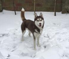 Huskies elsker sne