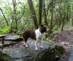 Stenvandring op til Blacktop Mountain.