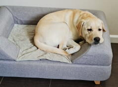 En hund, der hviler på sin grå seng med en pude på toppen