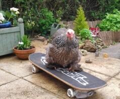 Peber den seje, glatte skateboard-kylling!