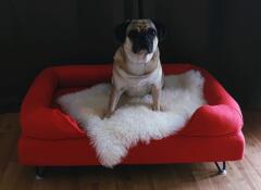 En mops i sin røde seng med fåreskind