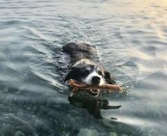 Hund med pind i munden svømmende