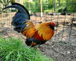 En stor sort og orange hane