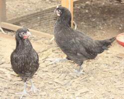 la fleche høne og cockerel