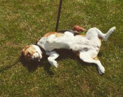 En beagle, der ligger i solen på en græsplæne, mens han er ude at gå en tur