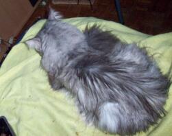 En grå maine coon kat, der ligger på et tæppe