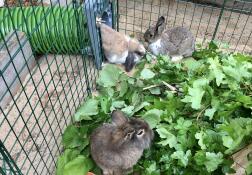 Tre kaniner bruger deres grønne tunnel fra deres hytte