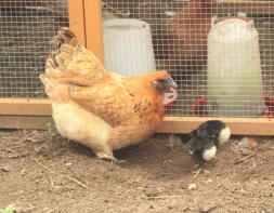 Bantam høne med tre Australorps kyllinger