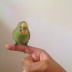 En lille fugl, der pisker på en finger.
