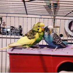 Mine børn. Budgie❤ CoCo & Rain