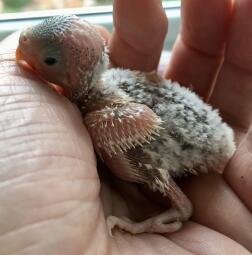 Budgie chick