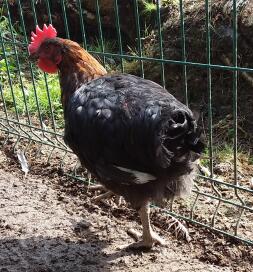 Maran Black Copper Cockerel 12 uger gammel