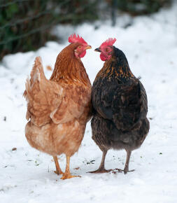 2 kyllinger, der kigger på hinanden i den Snow