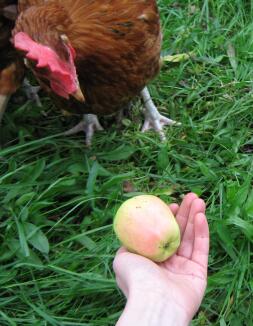 Kylling, der kigger på æble