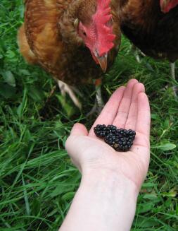 Høne bliver fristet af brombær i hånden