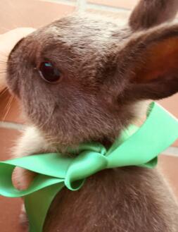 En kanin med et grønt bånd om halsen.