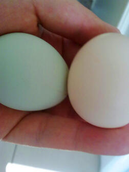 2 æg holdes i hånden