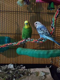 Bonded Budgies