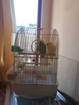 Mine papegøjer
