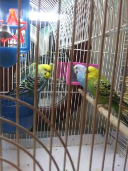 Disse er mine søde små parakitter! Kiwi, rose (dreng) og blå barrie