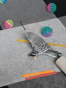 Buddy på sit skateboard.