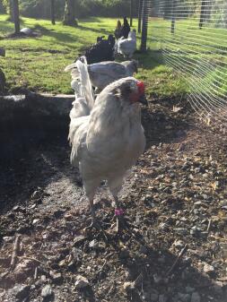 Keith, lavendel araucana cockerel