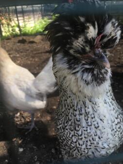 Coco the White Sussex X Polish Bantam høne