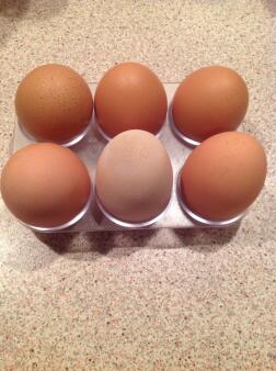 Lækre friske æg