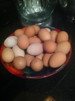 Disse æg blev lagt af to kyllinger på to uger