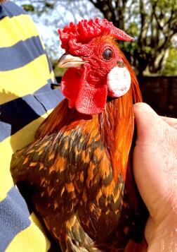 Boris vores 10 måneder gamle hollandske Bantam cockerel