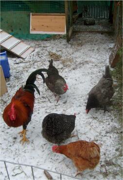 Fire høns og en hane i Snow