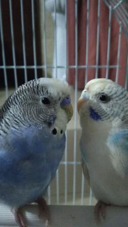 Budgie Pair