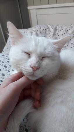En hvid kat, der bliver kløet på halsen