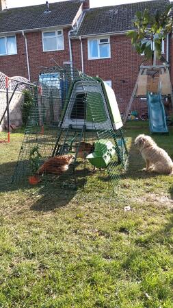 Penny the Border Terrier, der beskytter sine nye kyllinger!