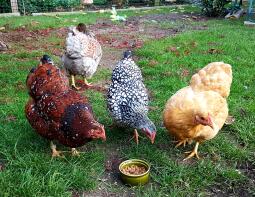 Kyllinger, der spiser mad fra jorden