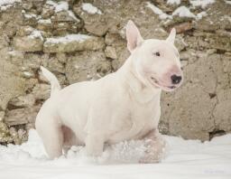 En hvid bullterrier, der går igennem Snow