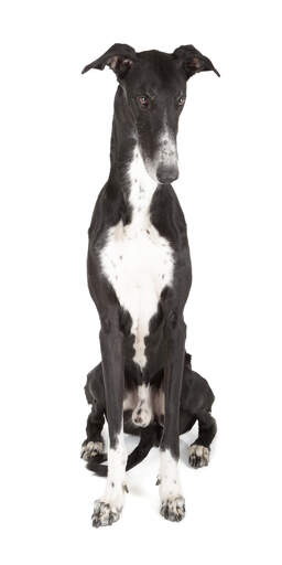 En dejlig ung voksen greyhound, der sidder meget pænt
