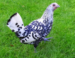 Sølvspangled Hamburg Pullet