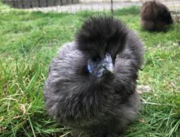 Lunar - min sølvpatron miniature Silkie